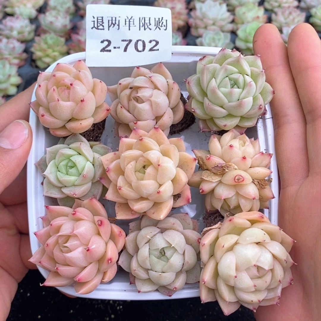 2-702 新疆西藏内蒙不发其他12.8包邮两到三公分多肉