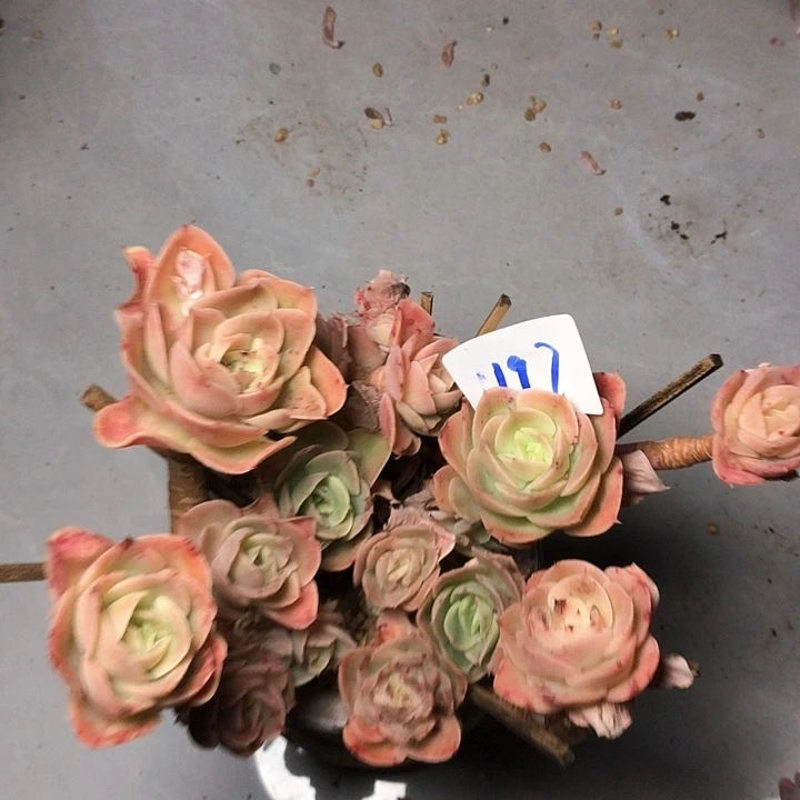 小**G197//////////////////