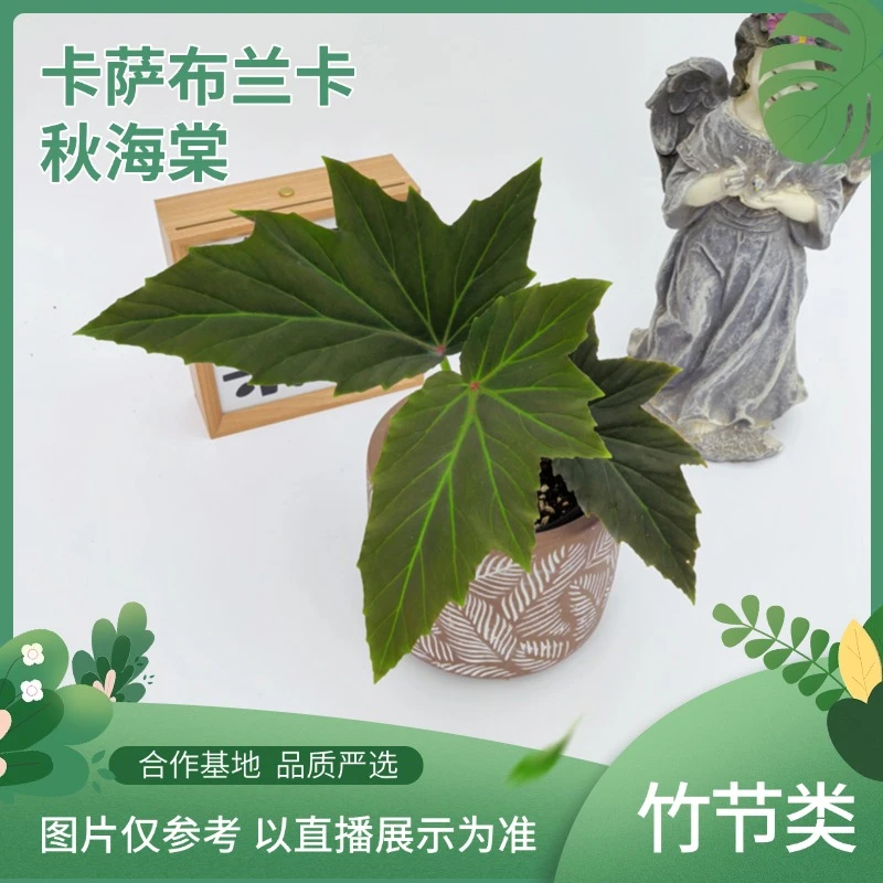 卡萨布兰卡秋海棠室内观叶植物秋海棠盆栽趣味桌面绿植花卉好养