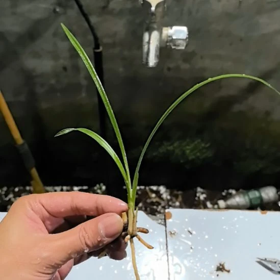 完全开放碧玉盏龙头苗