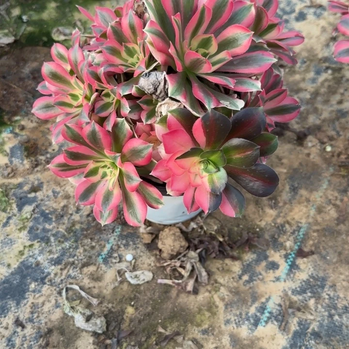 3587 清棚处理不包断枝