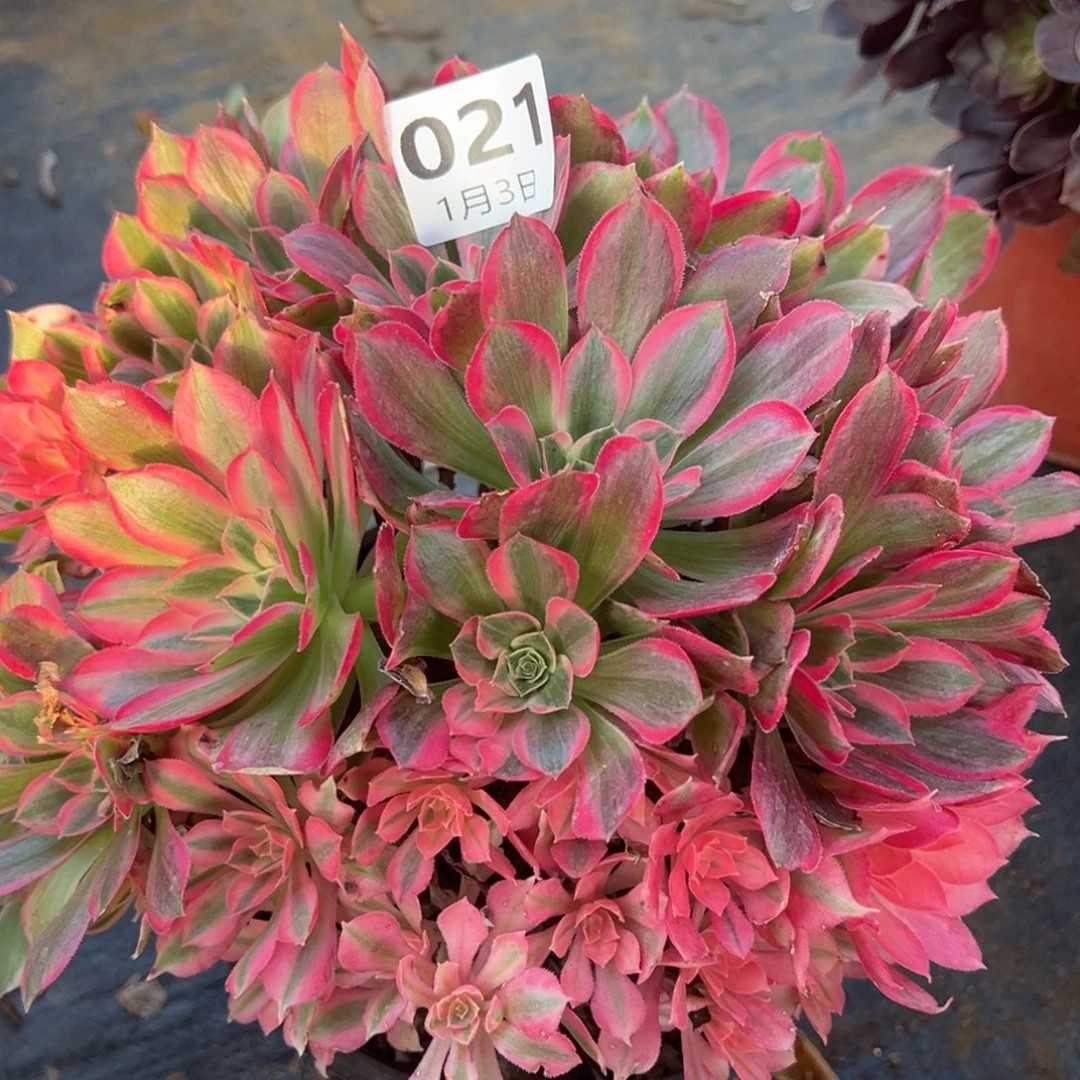 1.3-21男神多肉植物