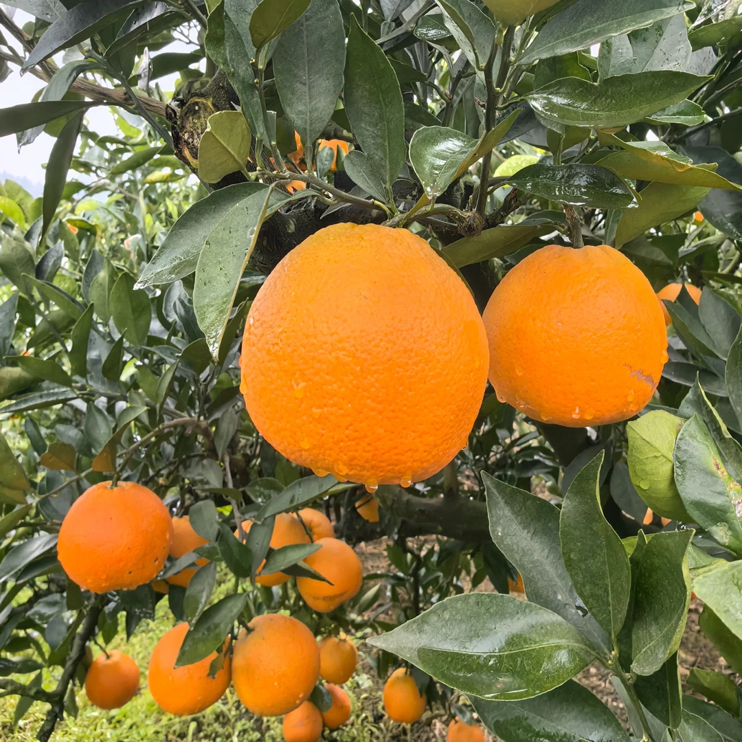 正宗四川金堂红心脐橙自然成熟橙子自家果园现摘发货年货送礼水果
