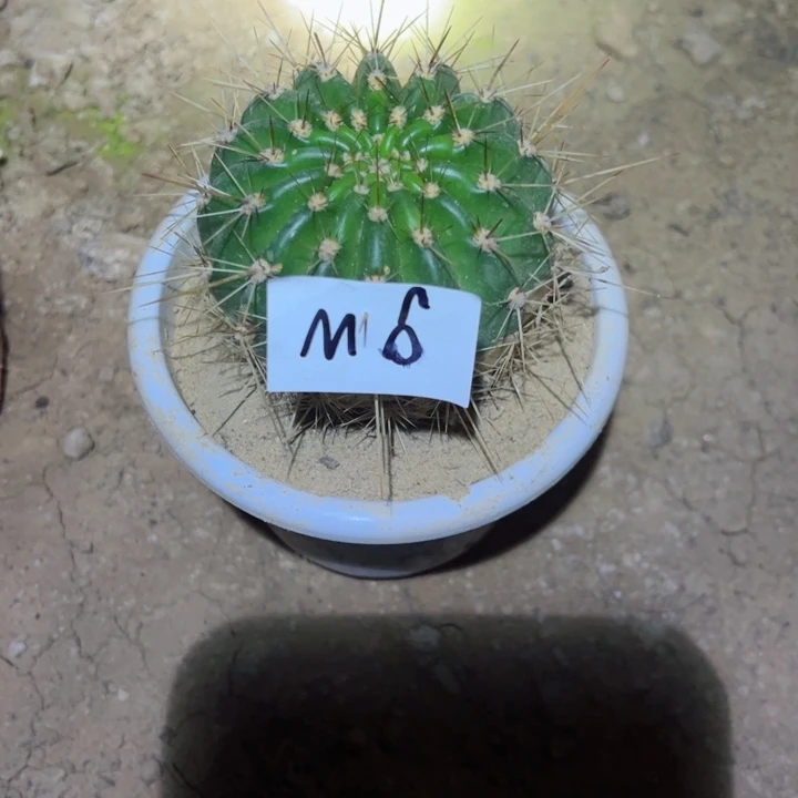 M6自根毛花柱七仙女25