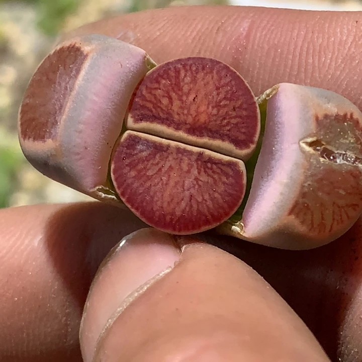 精品多肉植物大战僵尸先生们