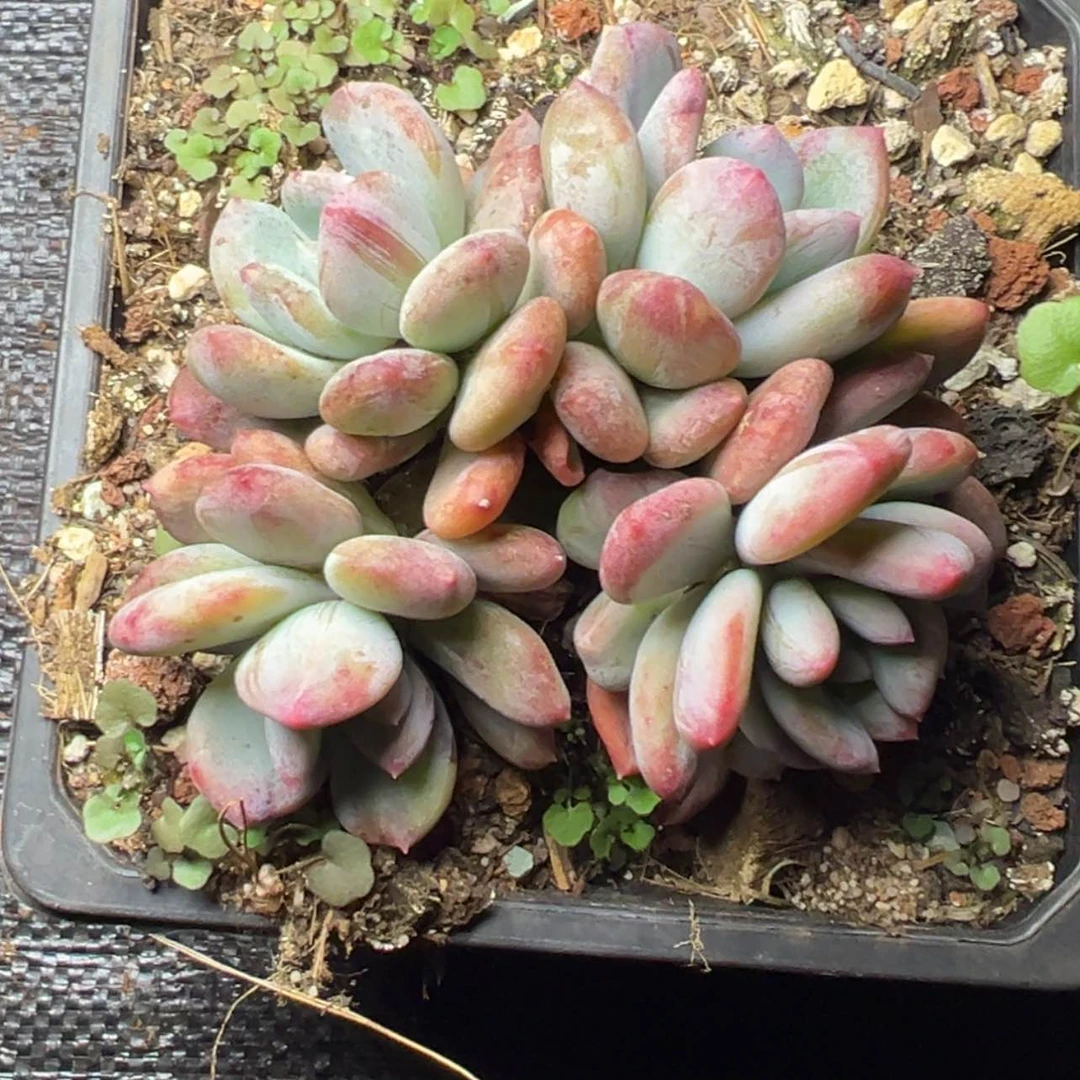 【闪购商品】幽***草灰姑娘石化锦多肉128