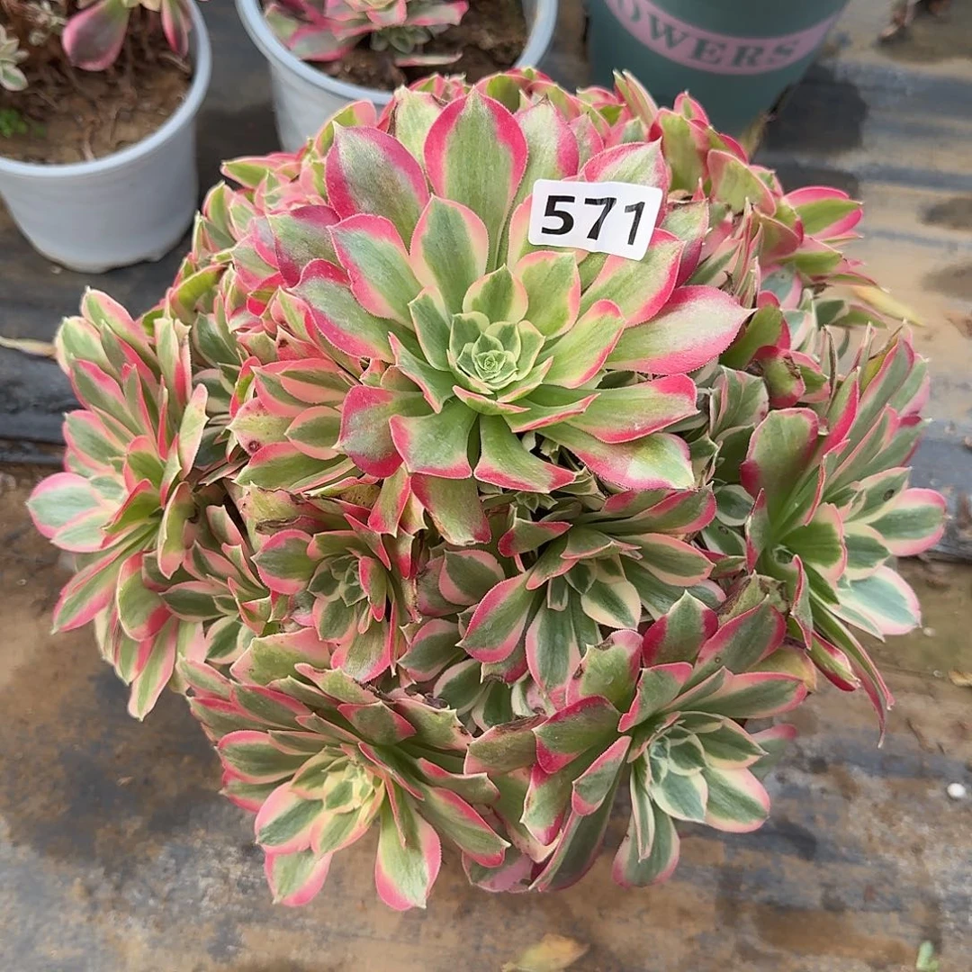 多肉植物布加迪571