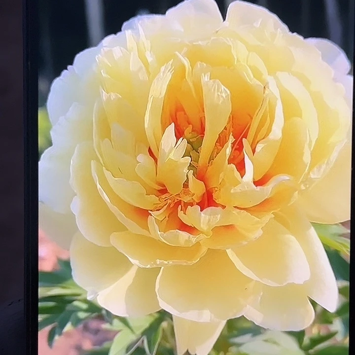 川***馆完全开放金丝雀11111