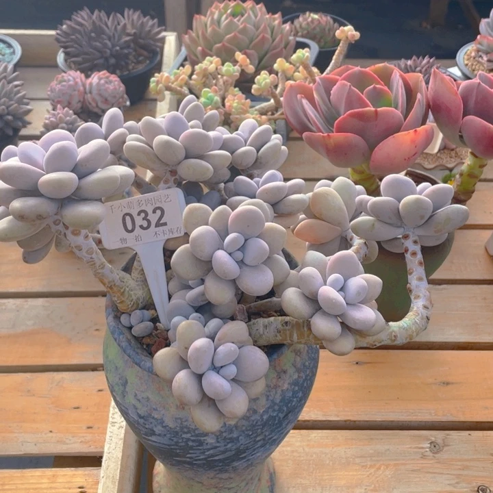 谢谢你的支持00000000032