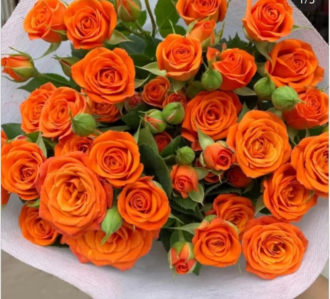 10-橙色芭比多头小玫瑰（拒收不售后发货后不支持退款去掉叶子养护
