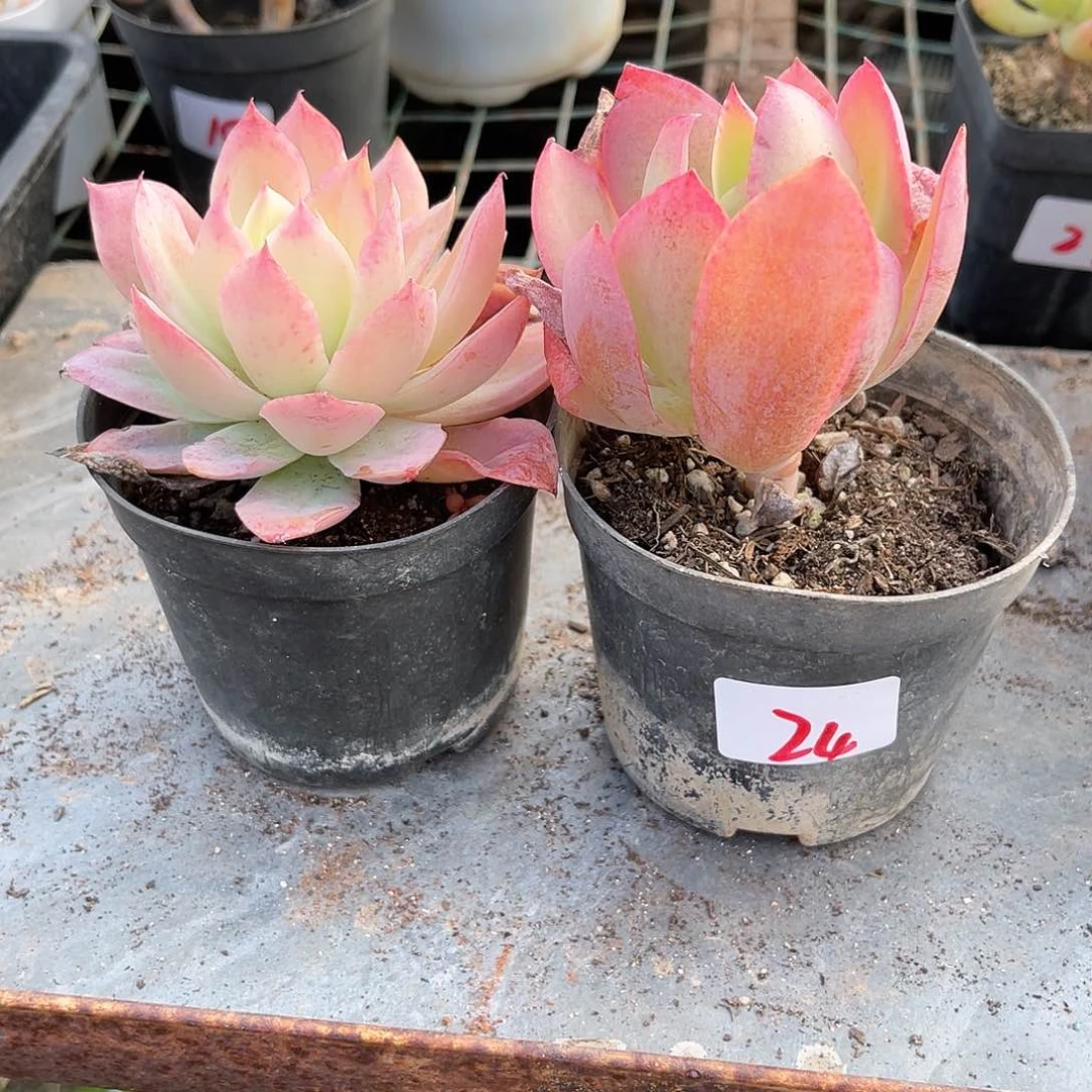 ʚ**24。     1111111111