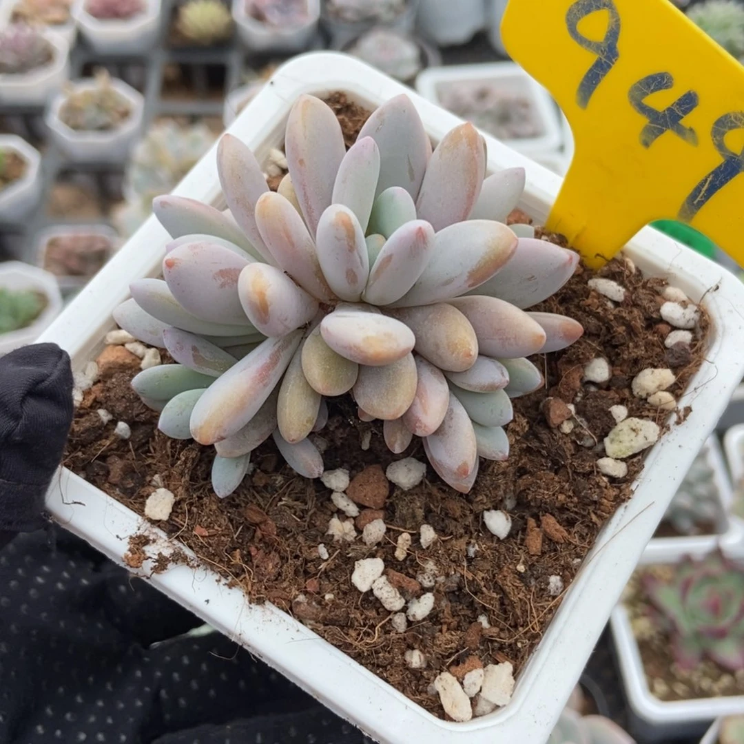 949粉兔多肉植物保护