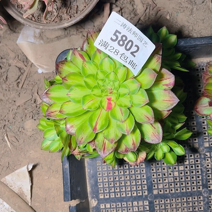 5802无根多肉植物2号