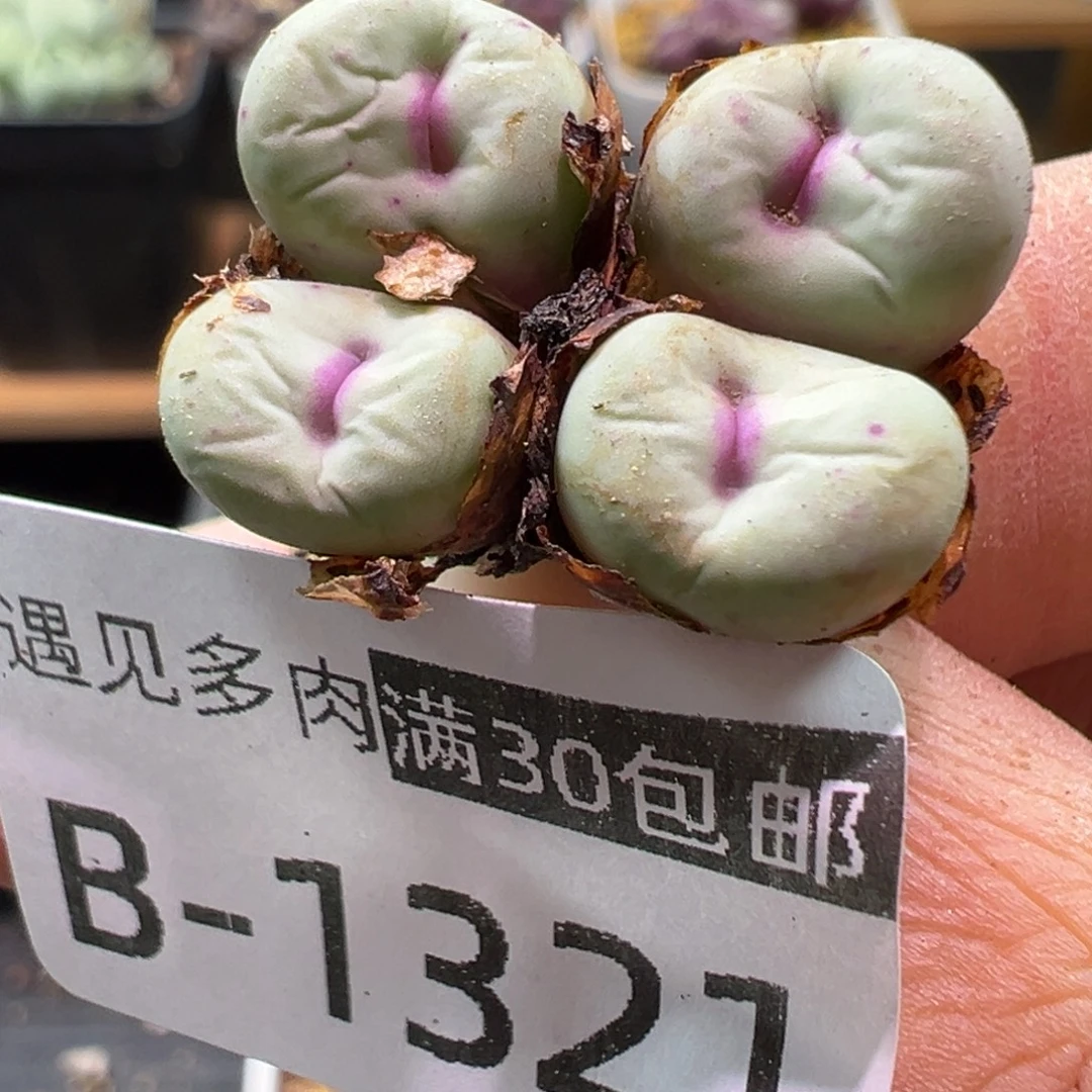 多肉植物1111111111111