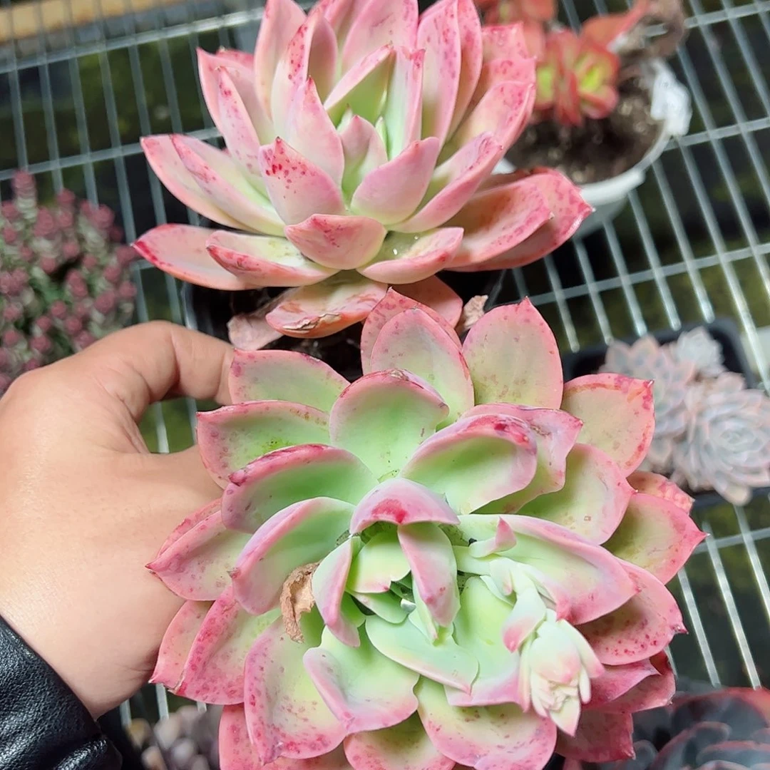 金辉单头两盆老桩