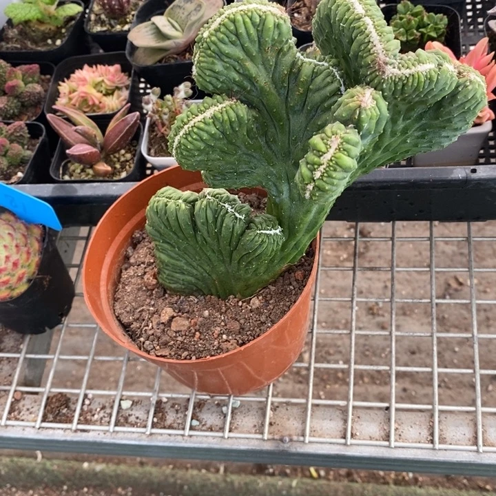 希*伯克利和他的朋友们在一起了