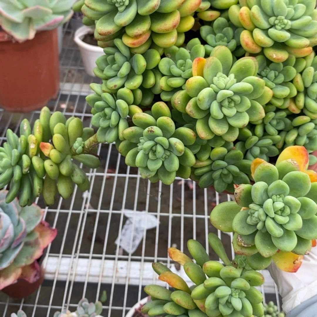 2207香格里拉一物一拍