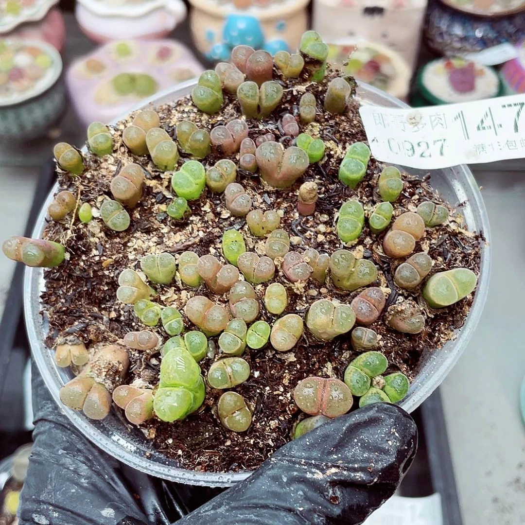 生石花满18包邮0927-147