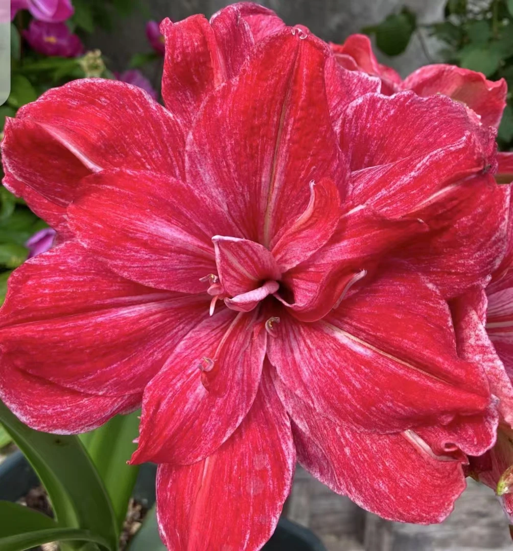 【贵妇∽澳朱】~青州品韵朱顶红基地自然种球重瓣大花