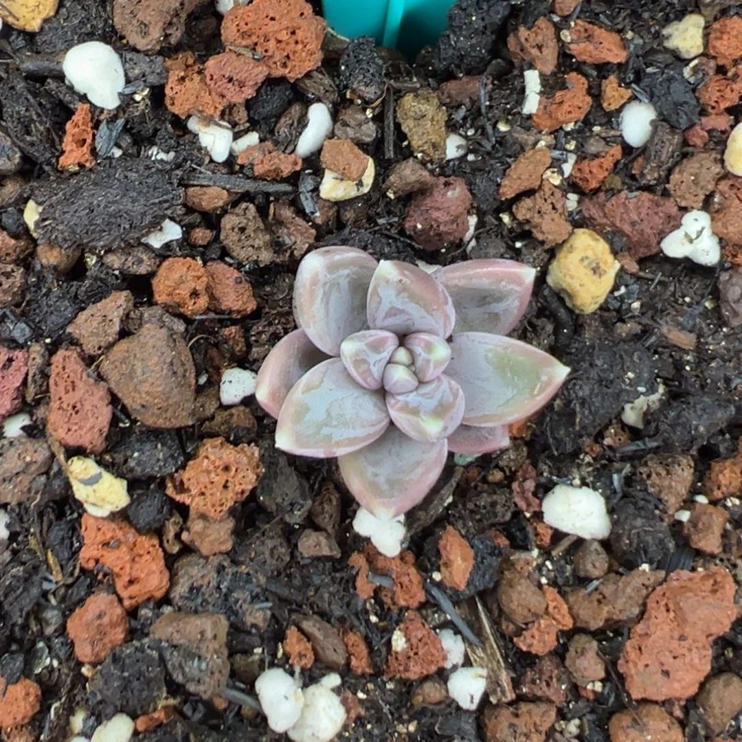 *****222222222222222222