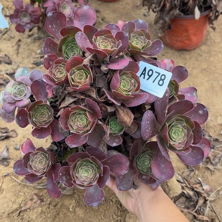 魅金多肉植物 978.