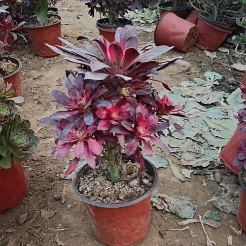 香奈儿加急发货15