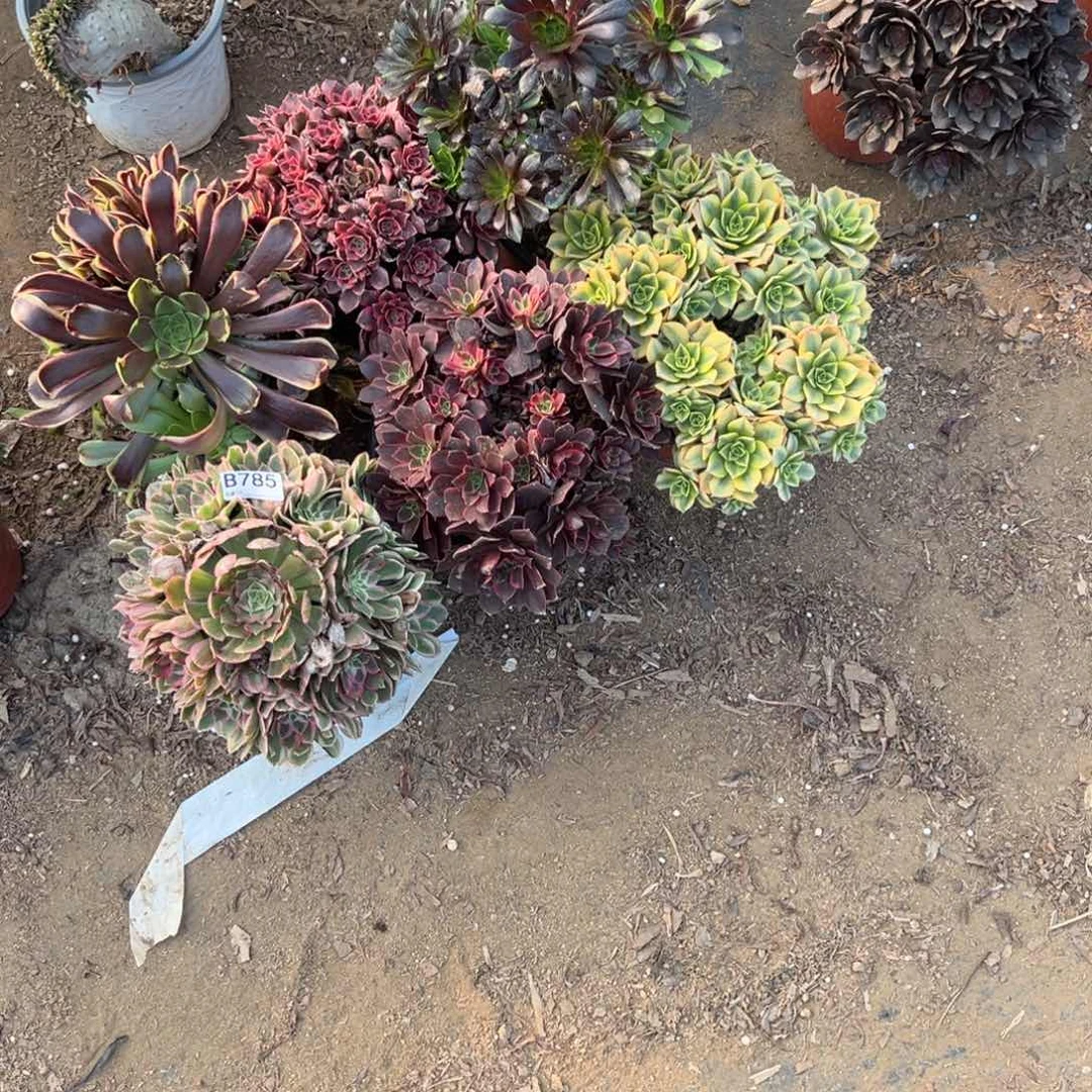 785六颗组合多肉植物法师