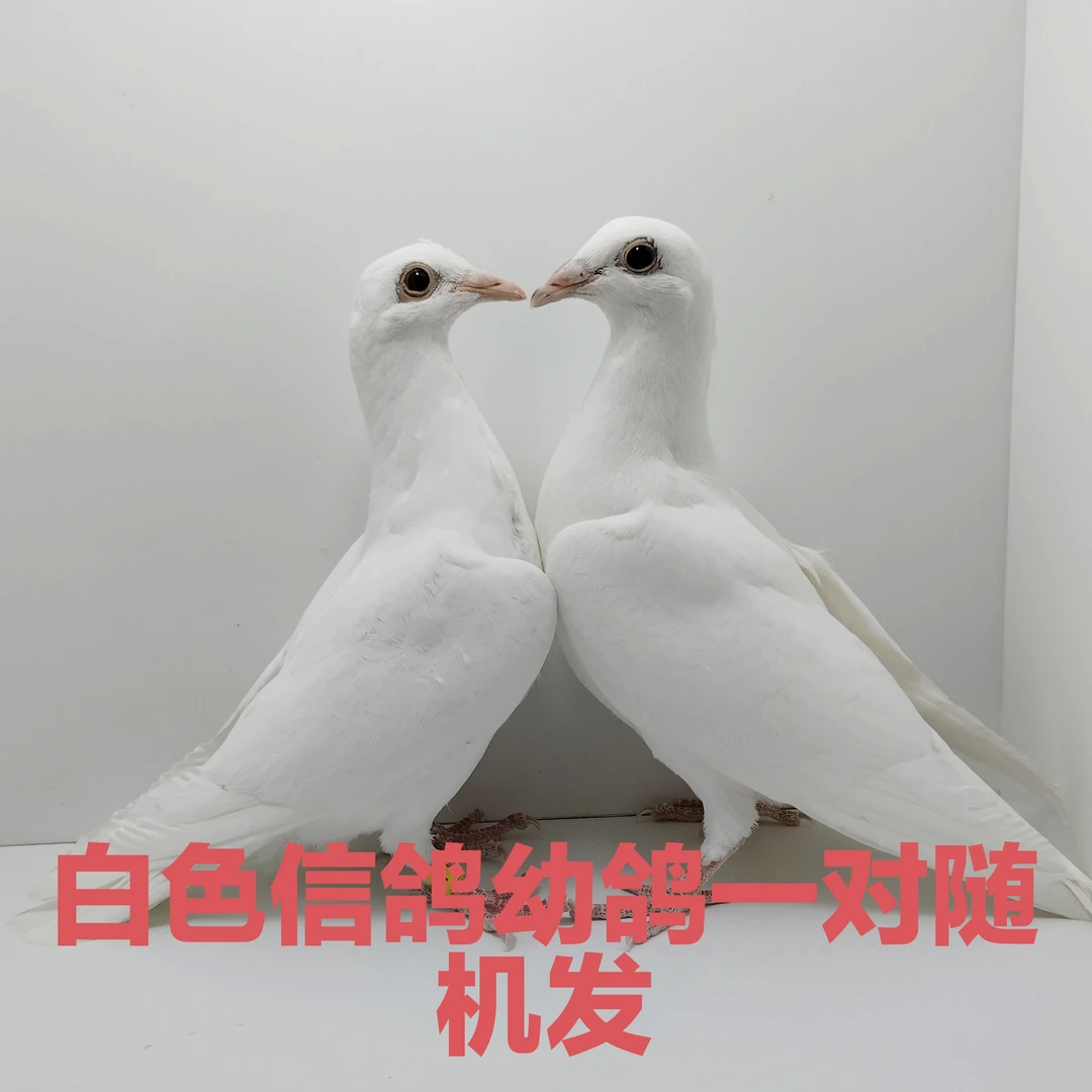 信鸽幼鸽一对白色幼鸽一对随机发