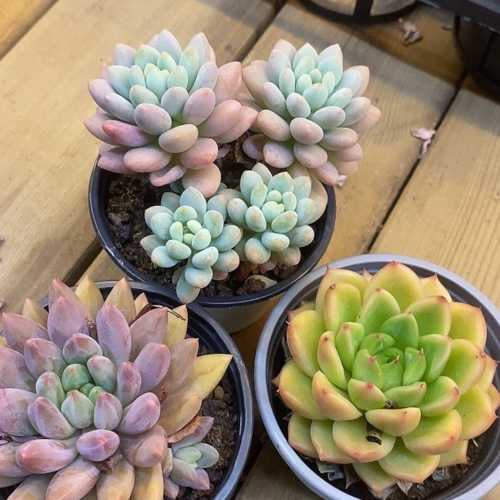 泡泡酱，星空珍妮，红蜻蜓组合