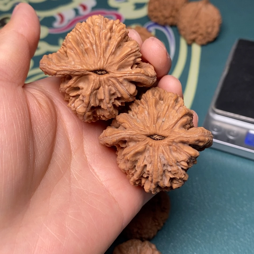 核桃45尺全品麦穗虎头