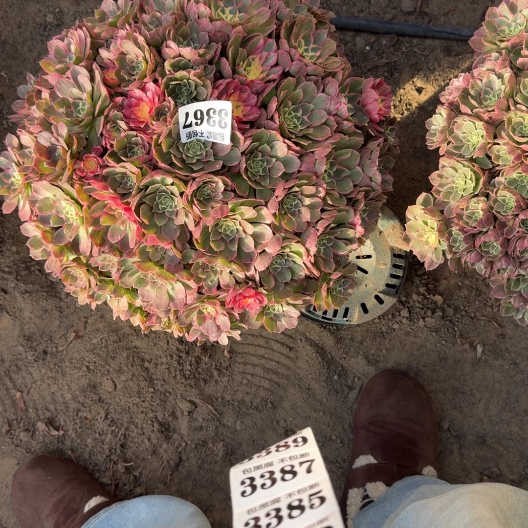 法师丘比特17-51 3367