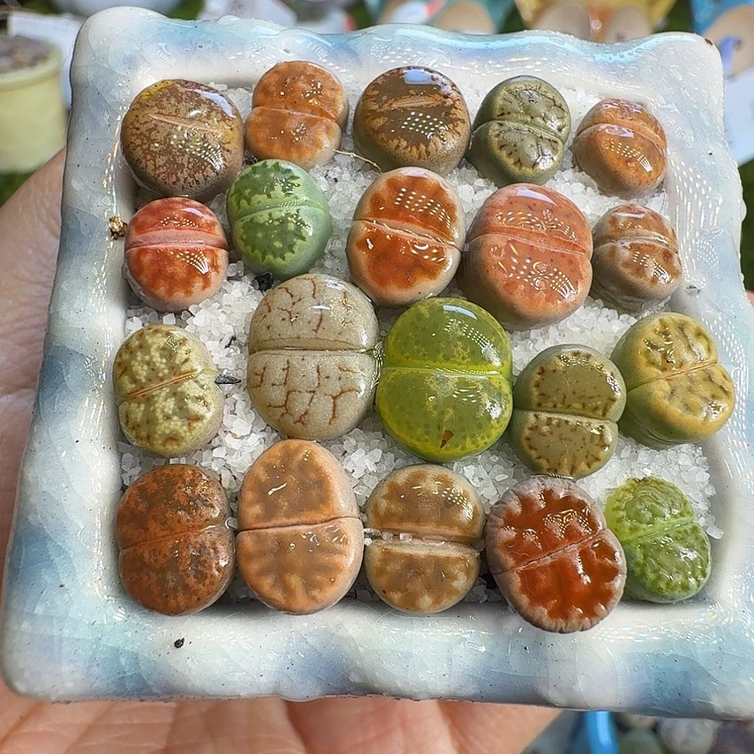多肉植物福利冲880