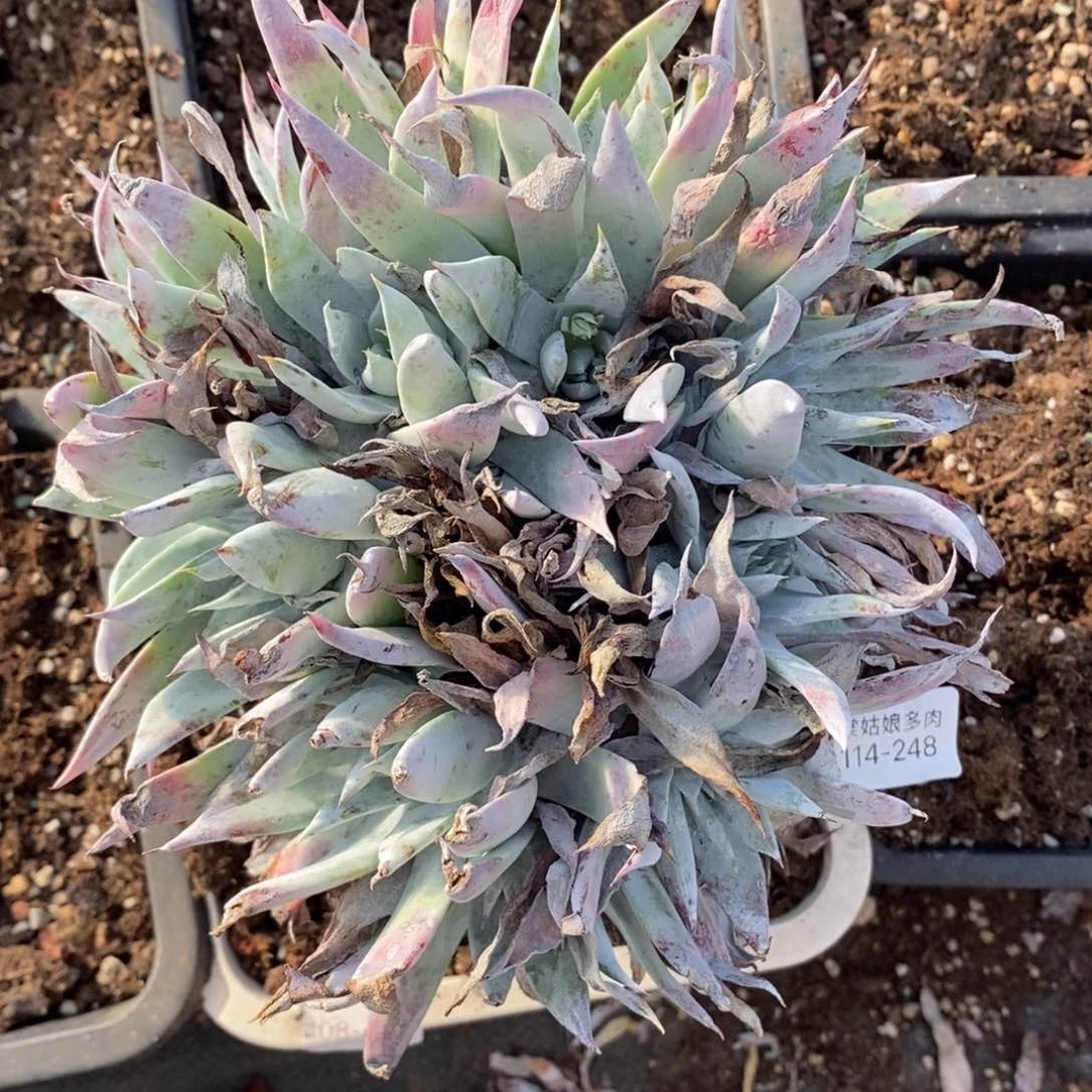 248号苹果叶大群粗腿