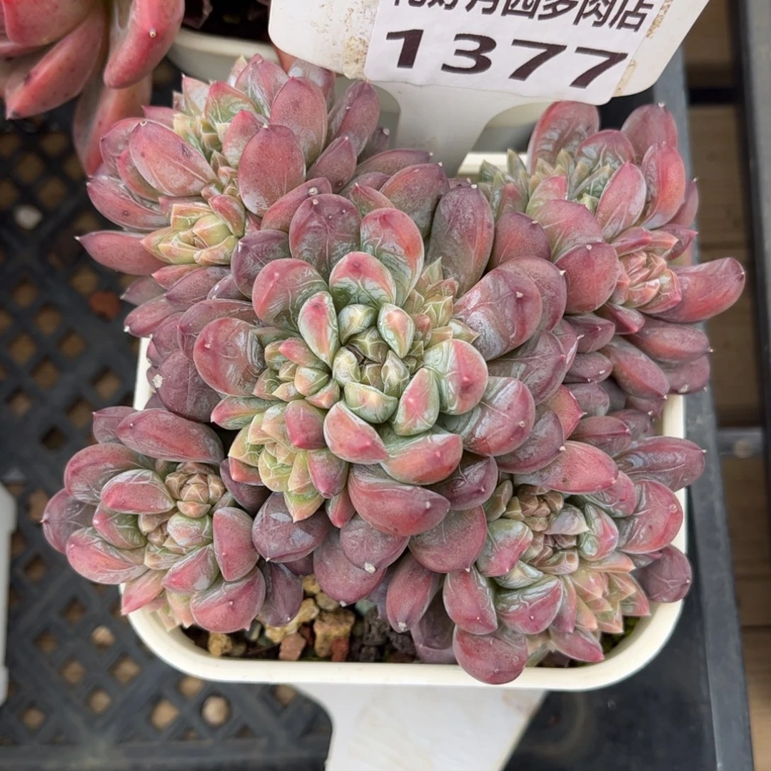 多肉植物1377 满30包邮