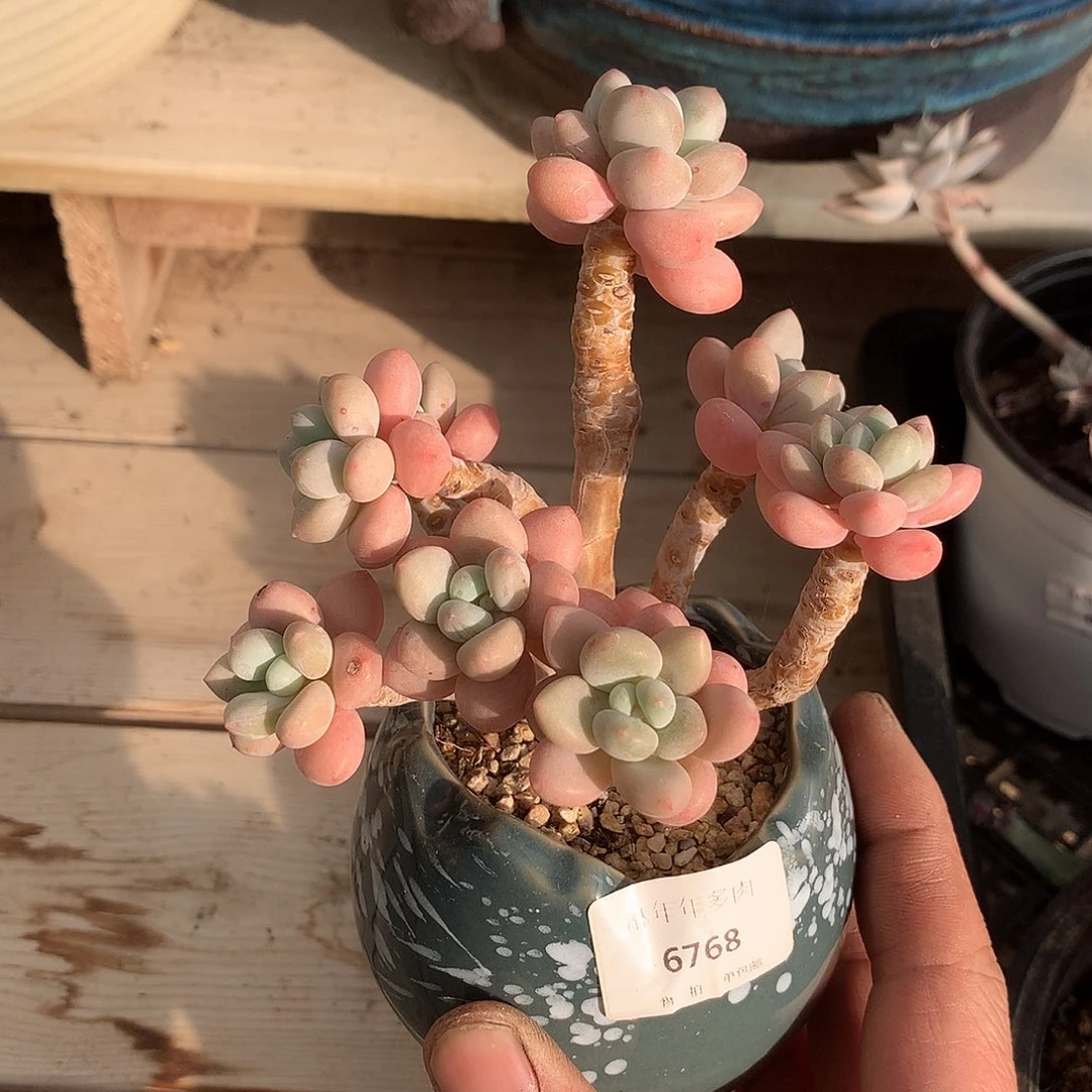 6768白奶糖多肉一颗10厘米