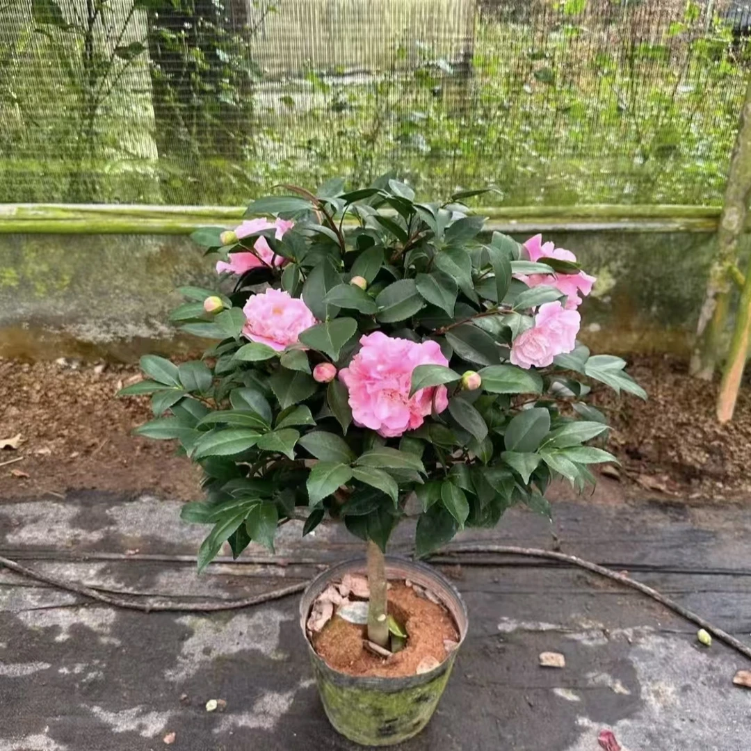 带花苞香妃茶花苗花期长花量大粉色经典好养易活盆栽