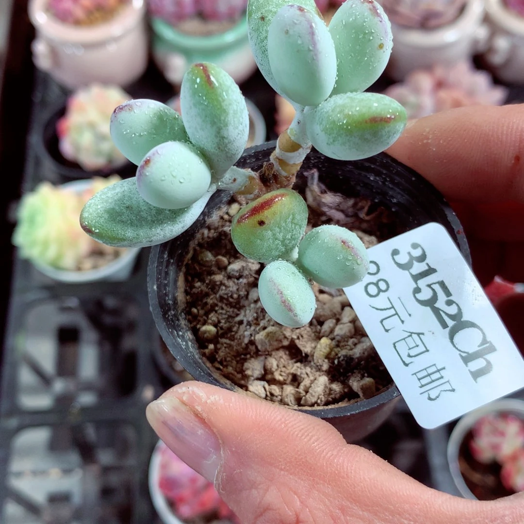 5厘米盆精控多肉3152