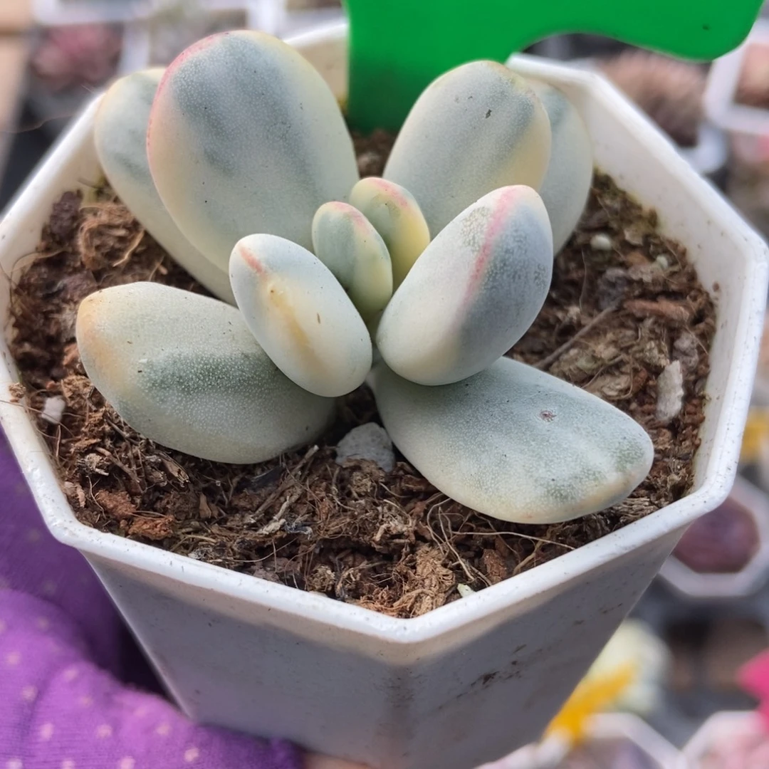 3162福娘锦多肉植物