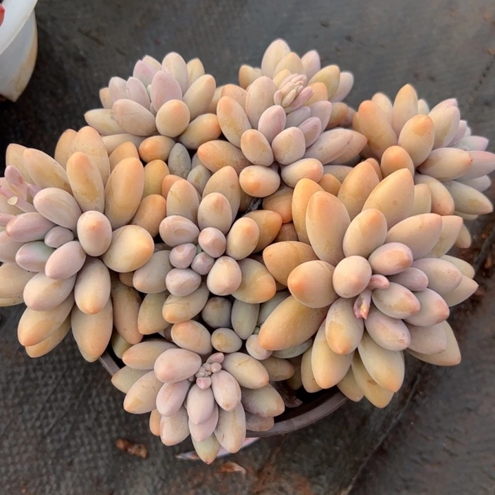 粉色恋人多肉植物
