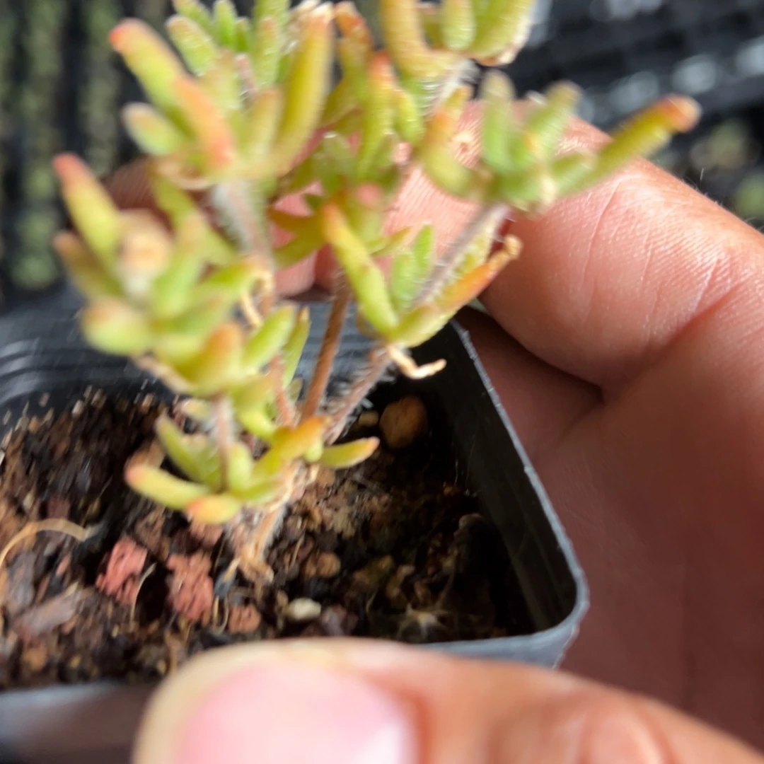 狐尾55杯老桩福利