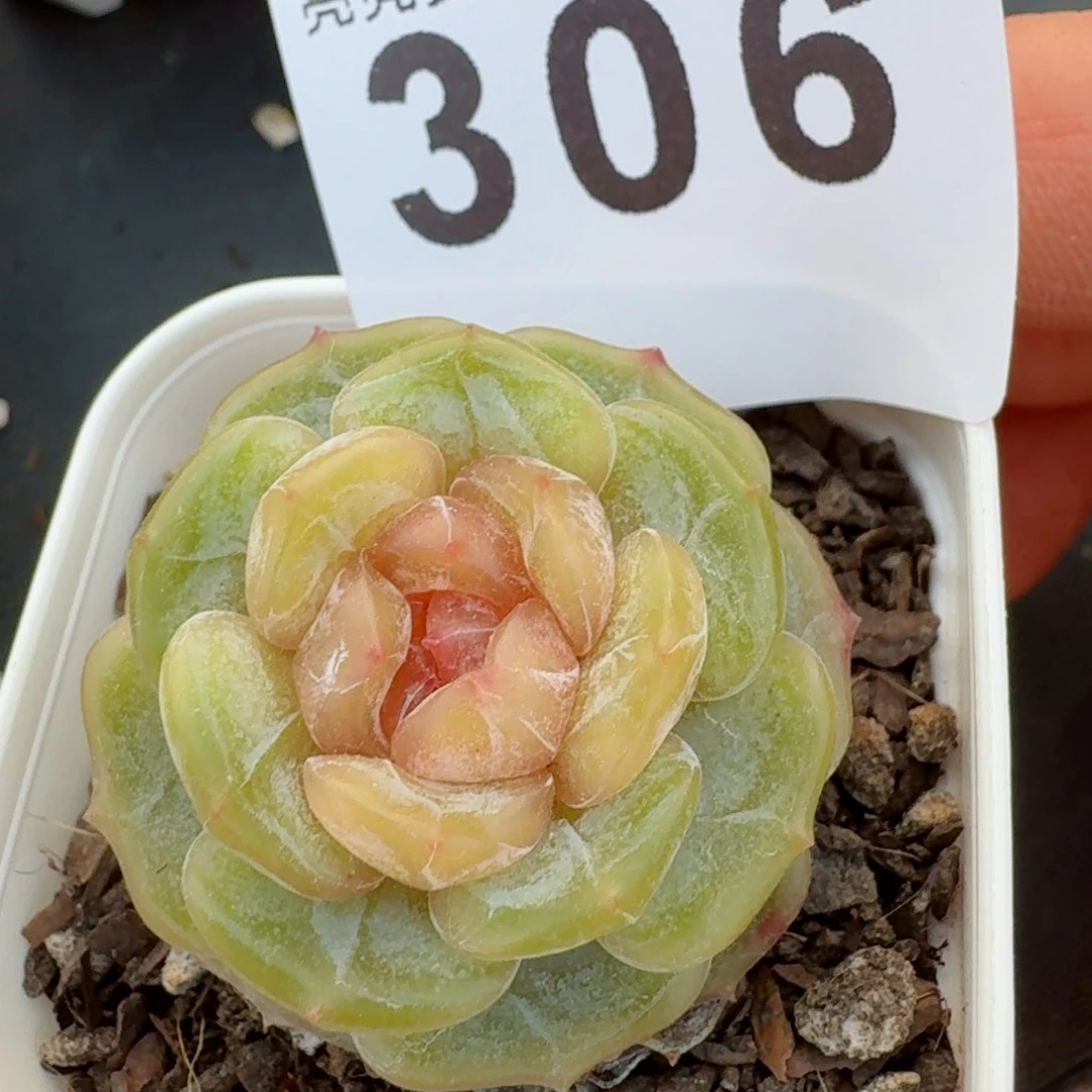 彩恋福利         多肉植物