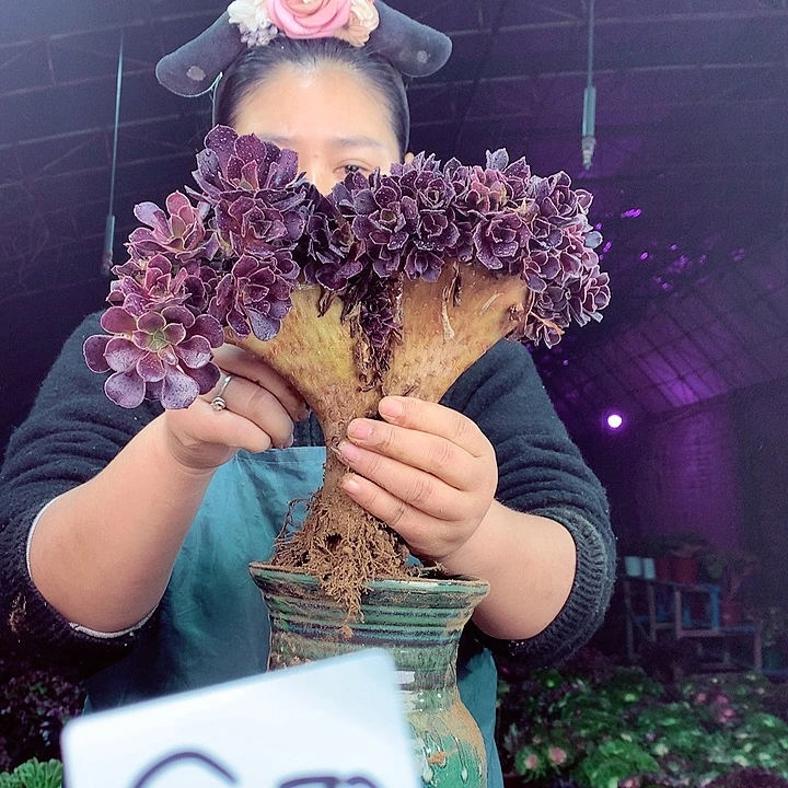 柒柒精品多肉脱土发货不包断侧枝S273