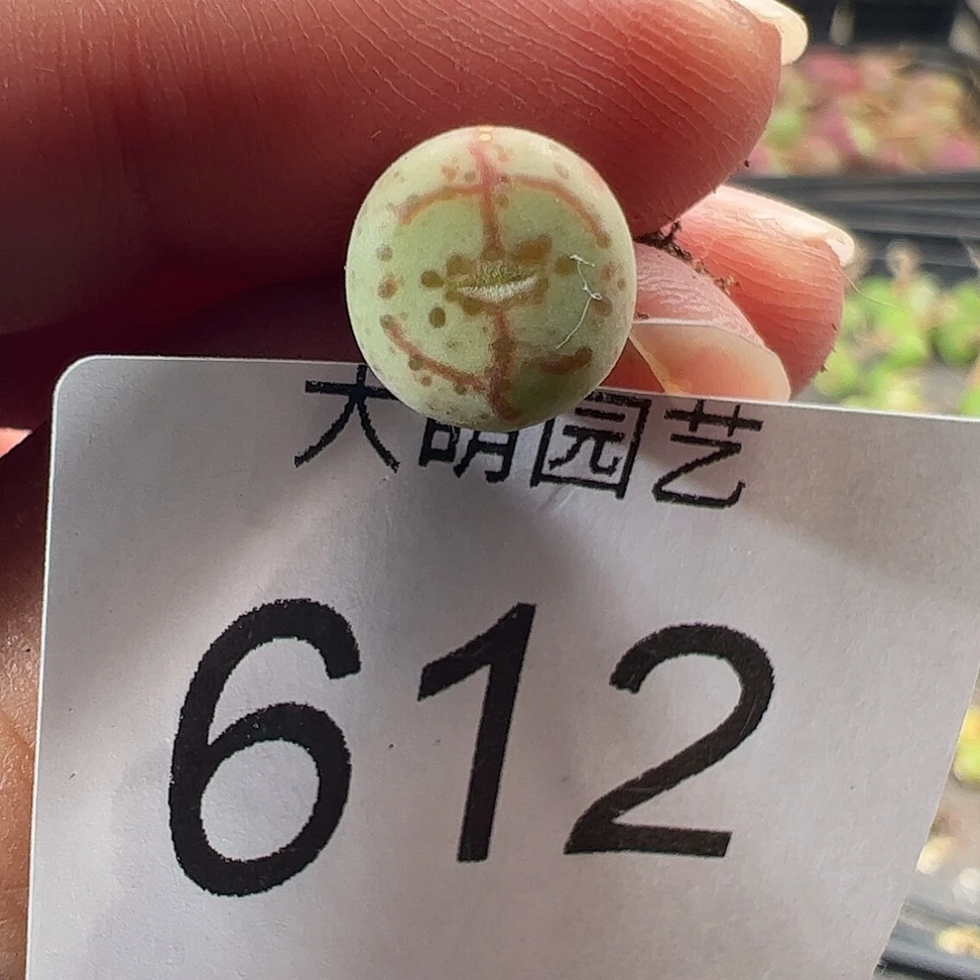 一物一拍匈牙利种源1452.64火龙果安贞612