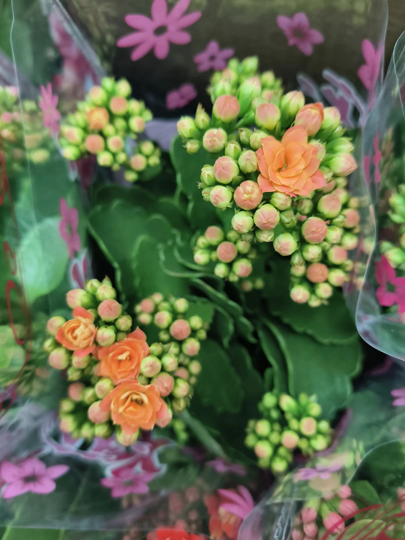 长寿花佩德罗橙色重瓣儿