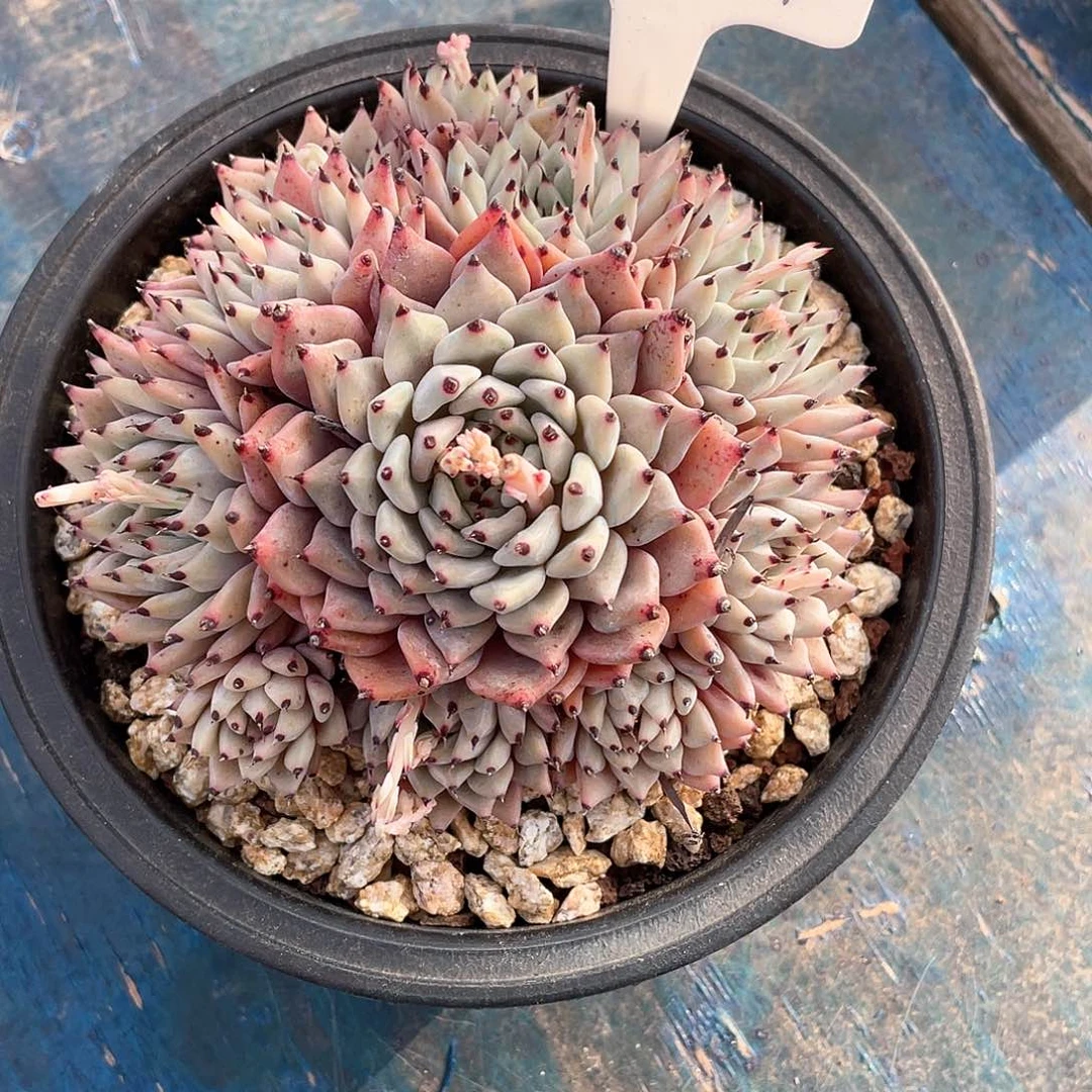 多肉我的小牛牛绿爪