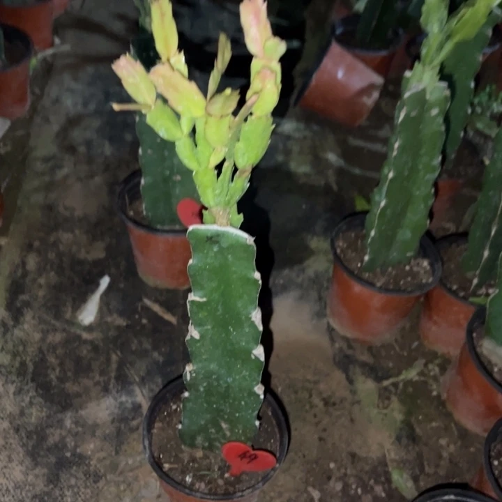 爱***动当前无花栽培后可以开花雅丝49