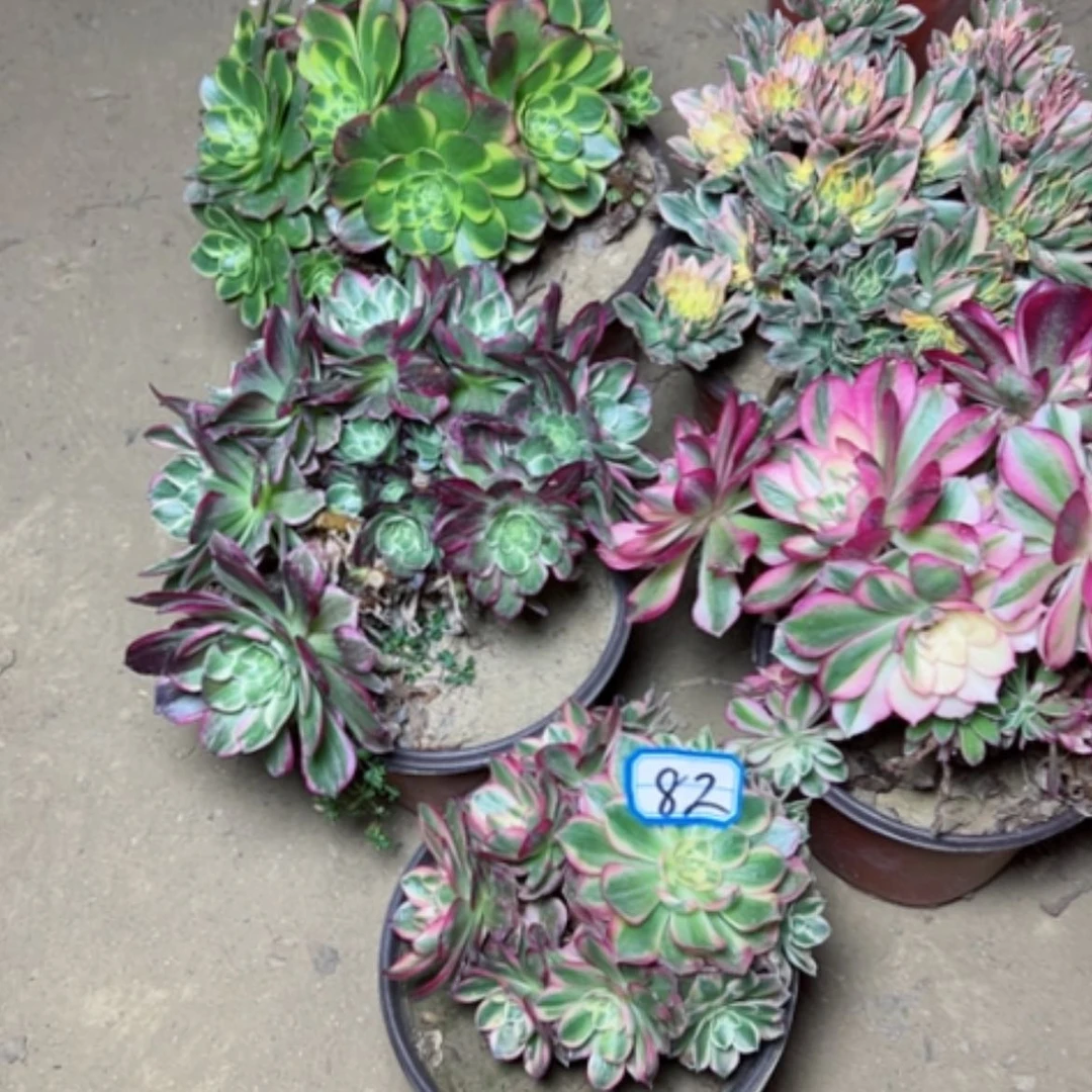 【闪购商品】多肉植物砍过不售后82