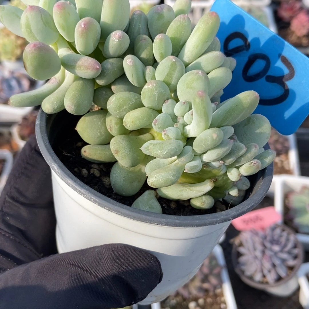 803糖豆奶缀多肉植物