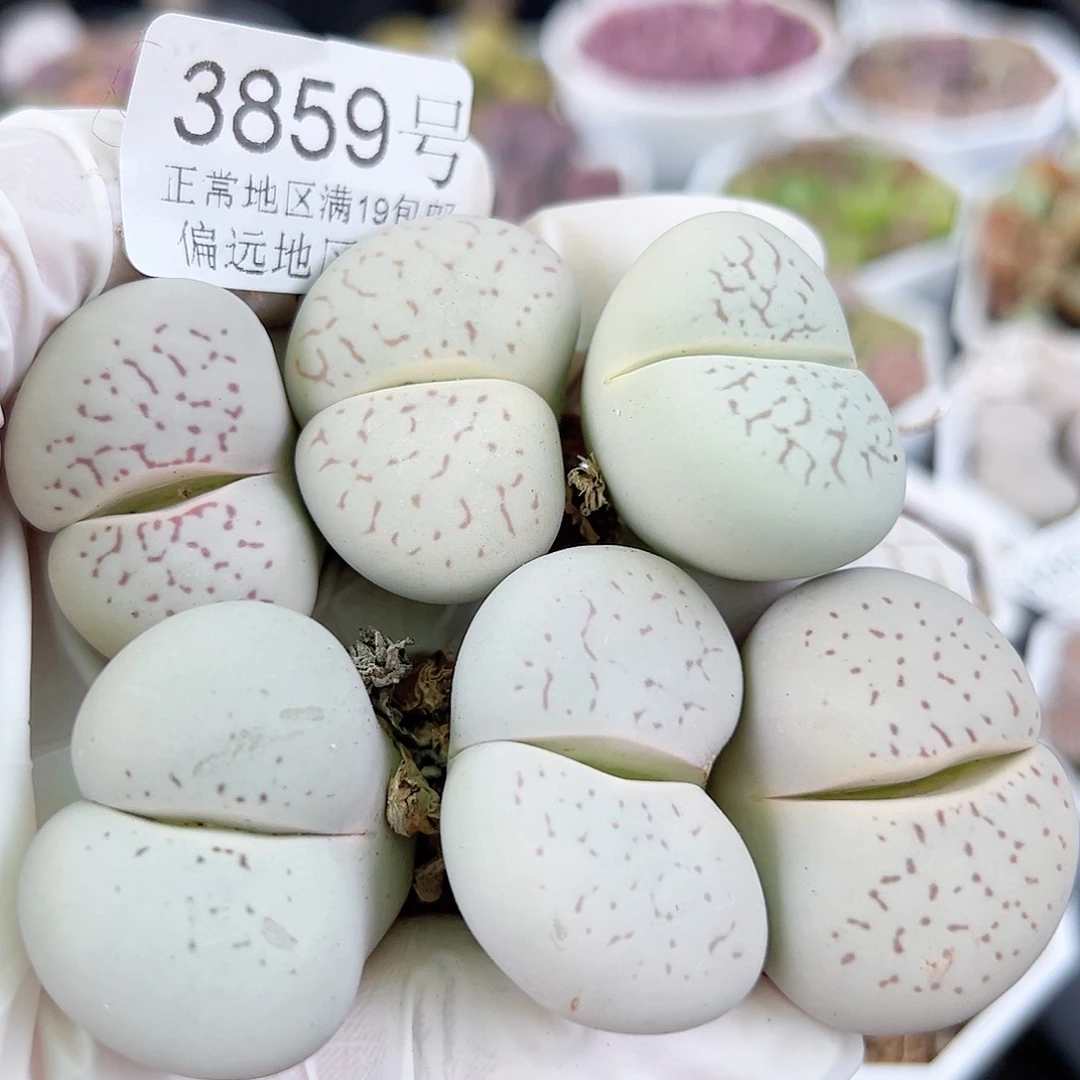 3859六年大单脚6个3-3.5cm侧面老疤特价