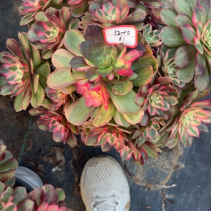 火龙果多肉法师不包损61